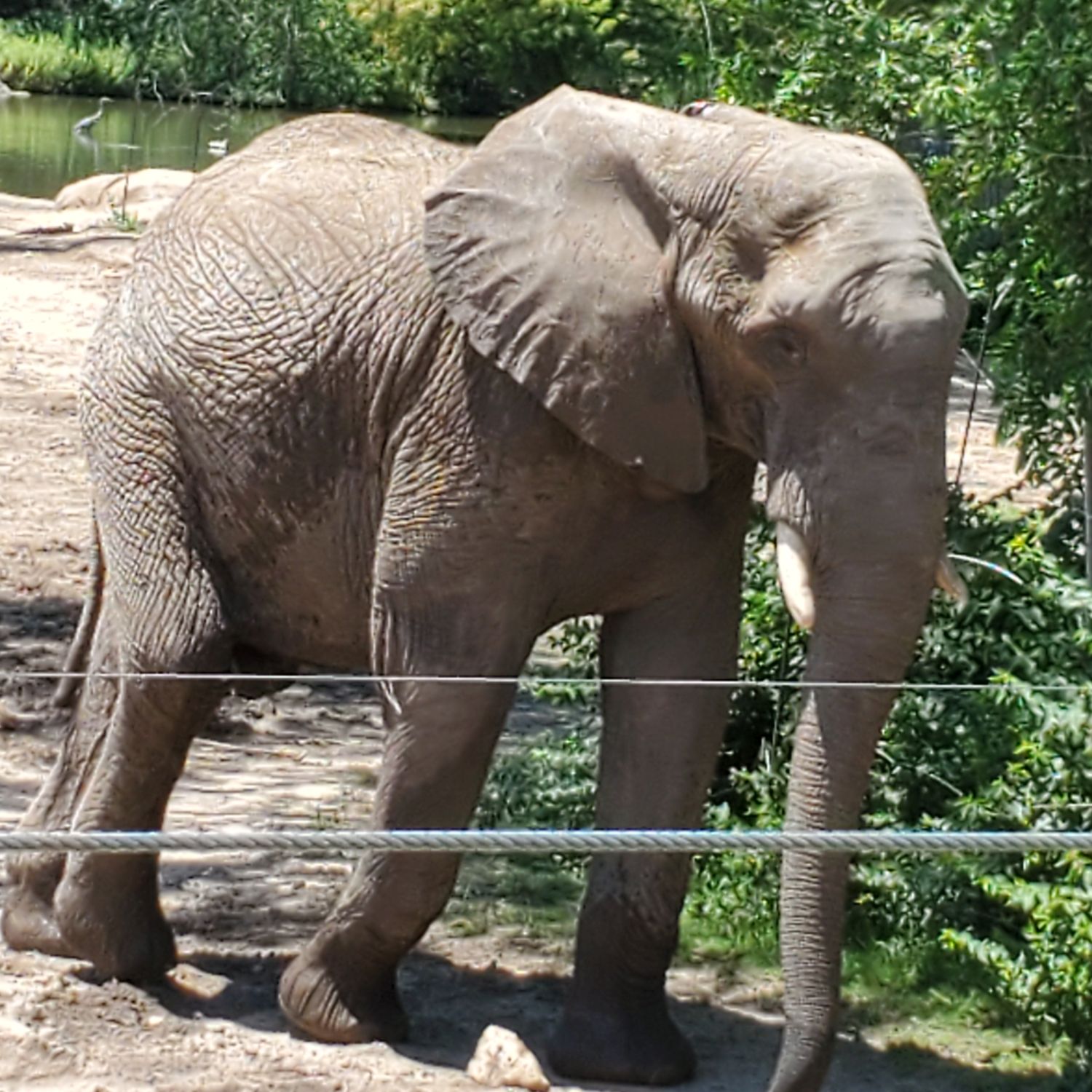 Sedgwick County Zoo 